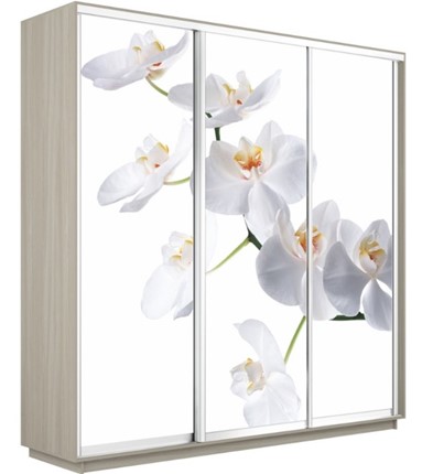 Шкаф Экспресс 2400х600х2400, Орхидея белая/шимо светлый в Барнауле - изображение